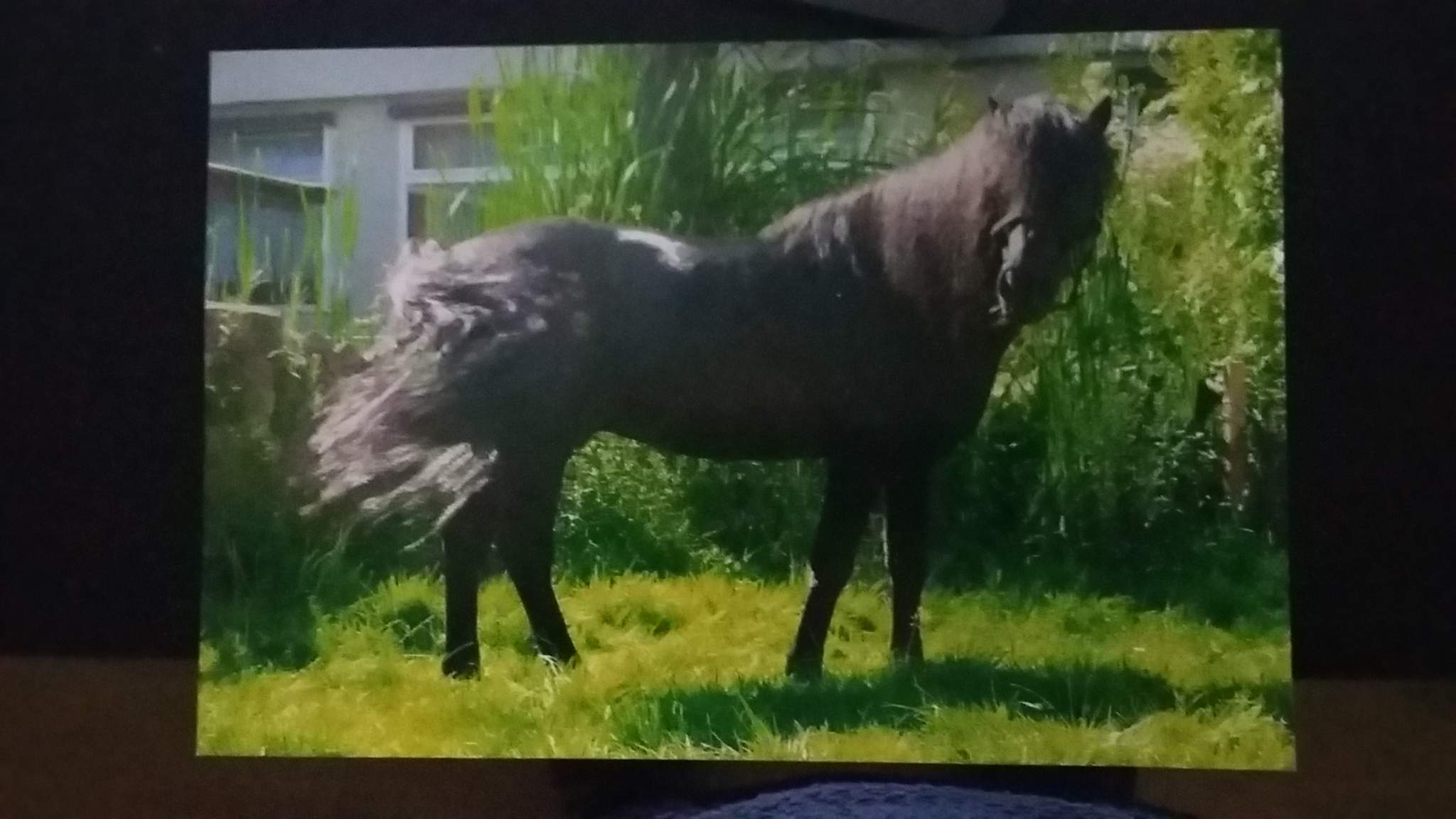 Dartmoorpony kaufen trotz Größe? (Pferd, Reiten, Pony)