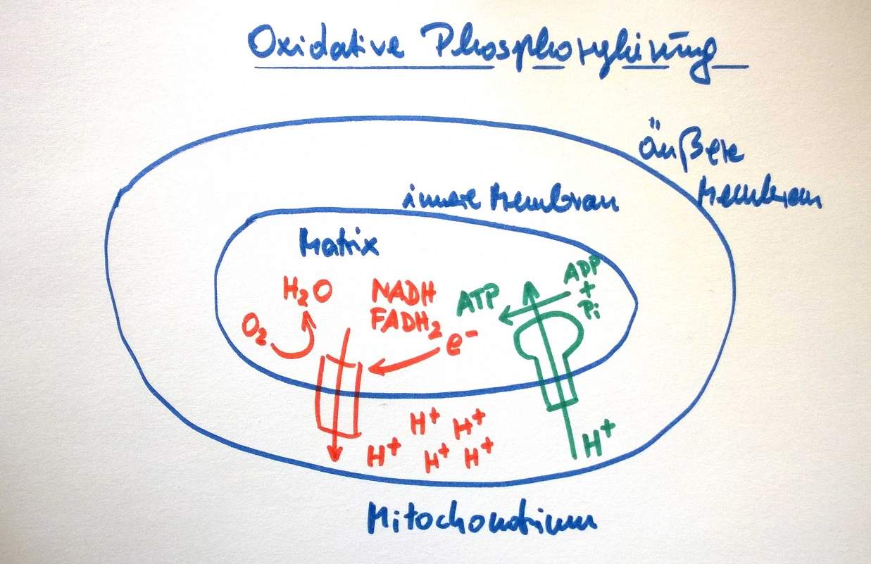 Fragen zur Atmungskette? (Biologie, Bio, Zellatmung)