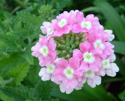 - (Pflanzen, Blumen, bluete)