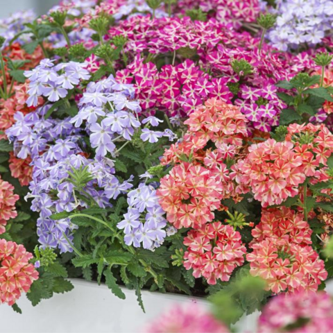- (Pflanzen, Blumen, bluete)