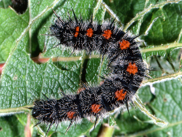 was ist das fur eine raupe schwarz haarig orangene punkte tiere