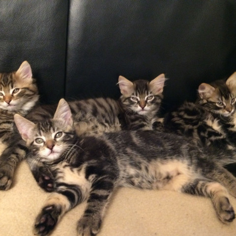 Das sind die Kitten von meiner Katze vom letzten Jahr - (Tiere, Arzt, Katze)