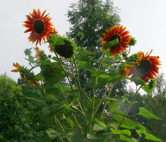 - (Garten, Pflanzen, Blumen)