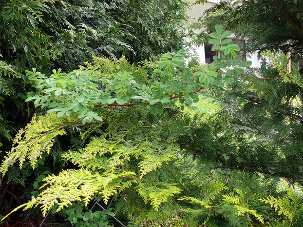 - (Garten, Pflanzen, Blumen)