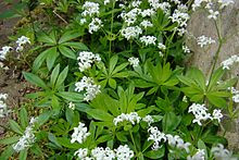 - (Pflanzen, Blumen, Frühling)
