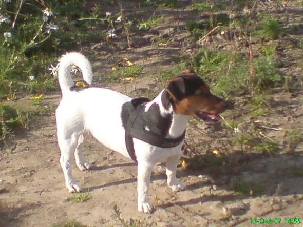 Nico - (Hund, Welpen, Jack Russel Terrier)