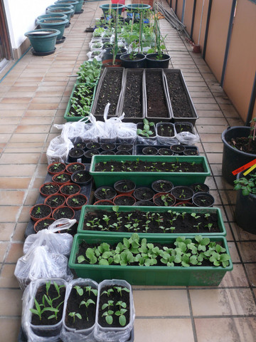 - (Ernährung, Tipps, Garten)