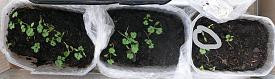 - (Ernährung, Tipps, Garten)