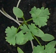 - (Ernährung, Tipps, Garten)