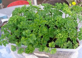 - (Ernährung, Tipps, Garten)