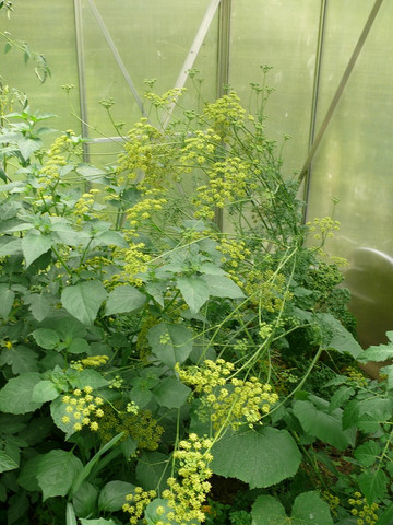 - (Ernährung, Tipps, Garten)
