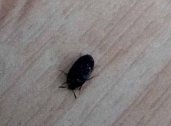 Kleiner Schwarzer Kafer In Der Wohnung Ungeziefer