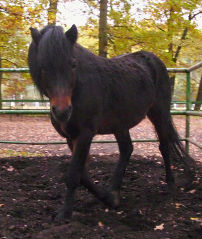 traversale - körperspannung - dartmoor pony - copyright ponyfliege - (Internet, Pferd, Reiten)
