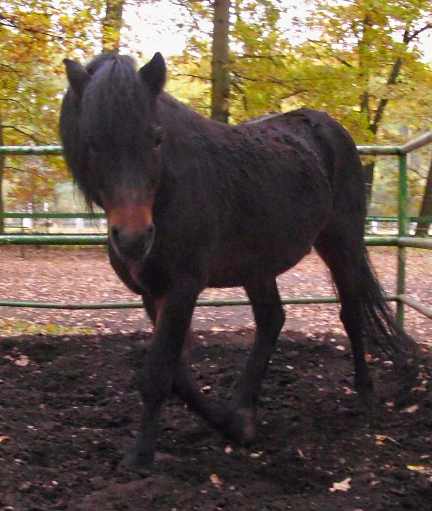 Wie kann das Pferd "selbstständig" durchs Genick gehen? (Internet
