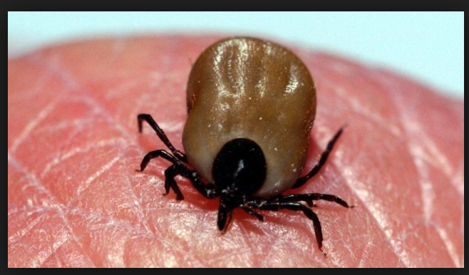 Welches kleine rote Tier hat hier gebissen? (Tiere, Hund, Insekten)