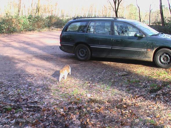 Hatte Meine Katze So Viel Angst Beim Autofahren Tiere Kater