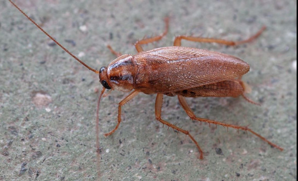 - (Tiere, Krabbeltiere)
