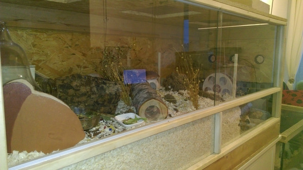 Welche zwerghamster Arten sind das weiß das jemand genau? (Tiere, Hamster) - 0 Big Welche zwerghamster Arten sind das weiß das jemand genau? (Tiere, Hamster) - 0 Big