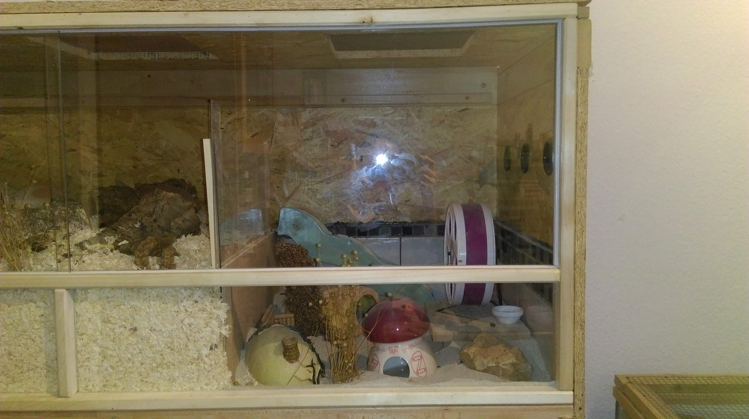 Welche zwerghamster Arten sind das weiß das jemand genau? (Tiere, Hamster) - 1 Full Welche zwerghamster Arten sind das weiß das jemand genau? (Tiere, Hamster) - 1 Full