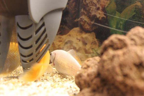 Fische Schwimmen Schief Und Sterben