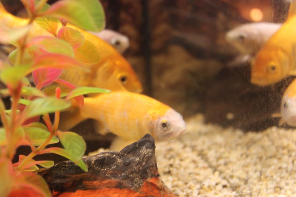 Fische Schwimmen Schief Und Sterben