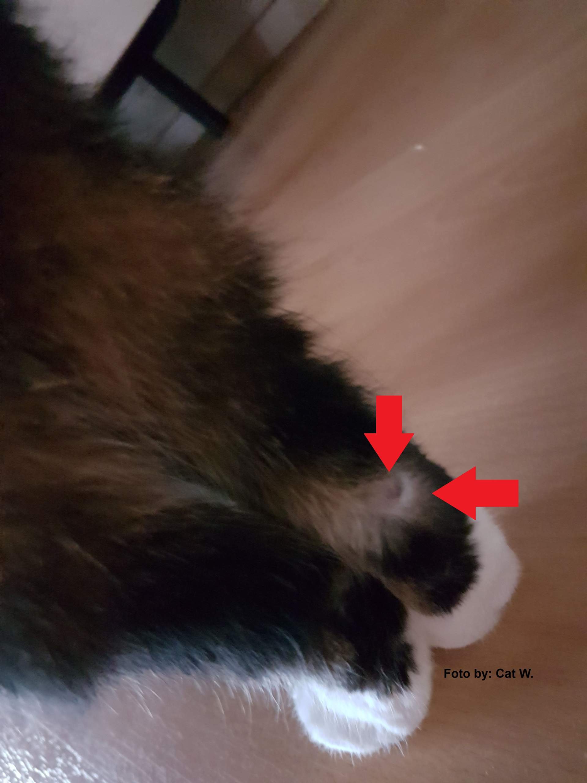 Sind diese Knubbel an den Hinterpfoten normal? (Katze)