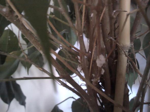 weißer Flaum auf meiner Pflanze - Parasiten? (Pflanzen, Pflanzenpflege)