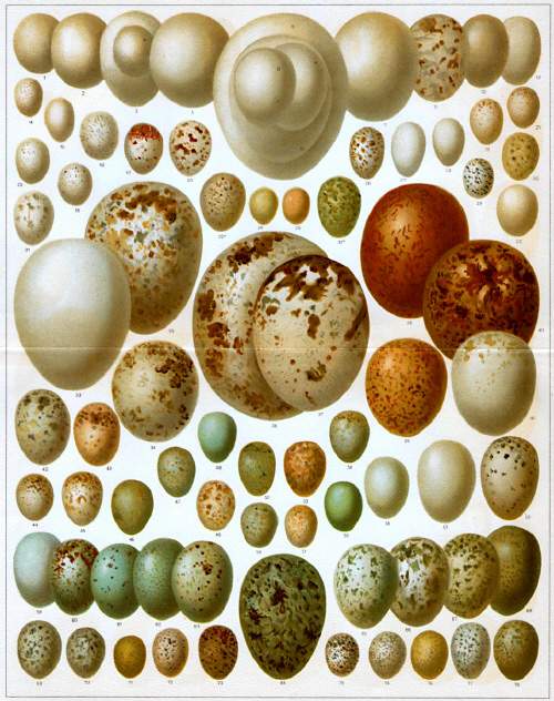 Eier im Garten gefunden Schlangeneier? (Tiere, Natur, Schlangen)