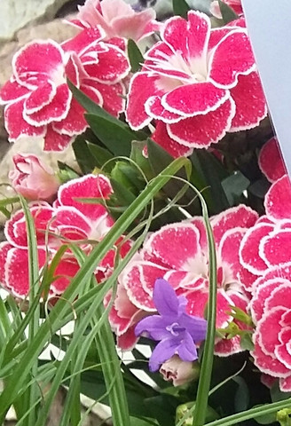 Bild zum Beitrag