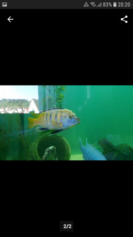 - (Wasser, Fische, Aquarium)