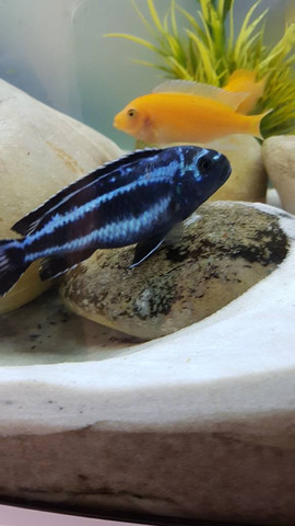 - (Wasser, Fische, Aquarium)