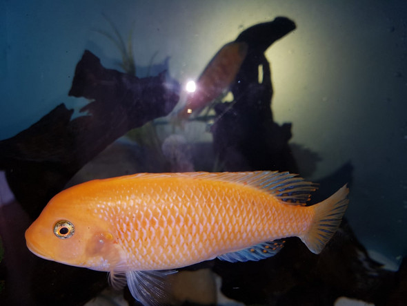 - (Wasser, Fische, Aquarium)