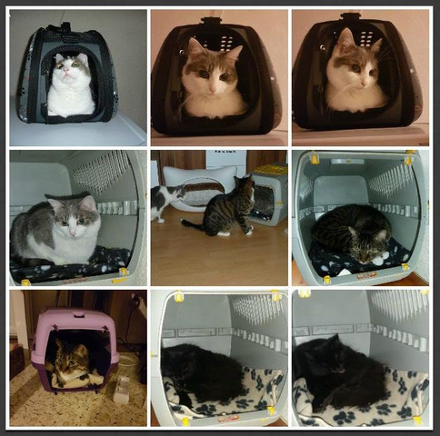 - (Auto, Tiere, Arzt)