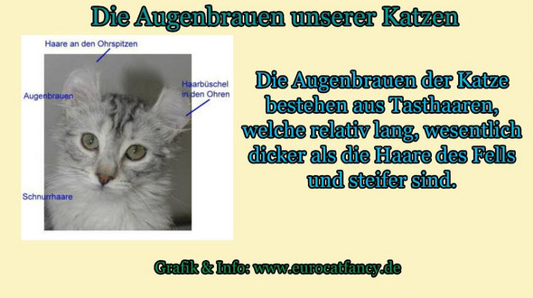 haben katzen augenbrauen augen katze