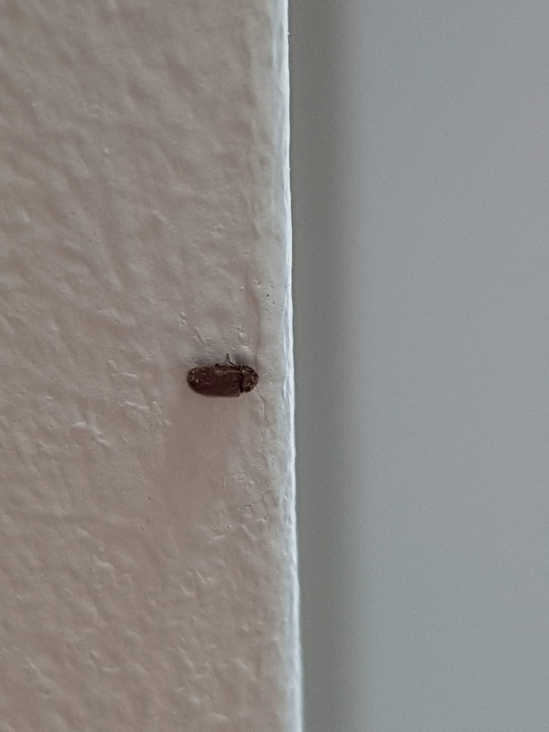 Wir haben ganz viele kleine Käfer in unserem Haus (siehe Foto) Wisst ihr welche das sind? Und