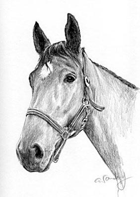 Pferd - (zeichnen, malen, Zeichentrickfilm)