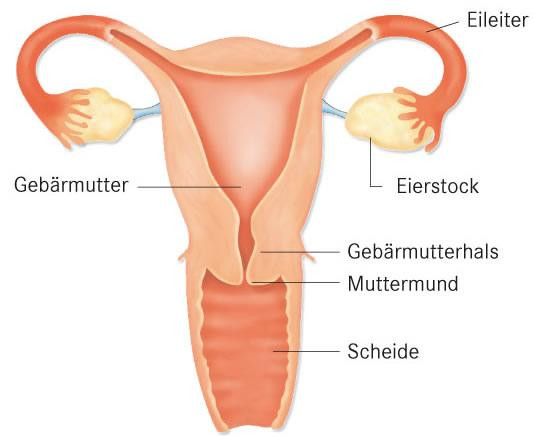 Knubbel In Vagina Gesundheit Und Medizin Periode Scheide Knubbel In Vagina Gesundheit Und Medizin Periode Scheide