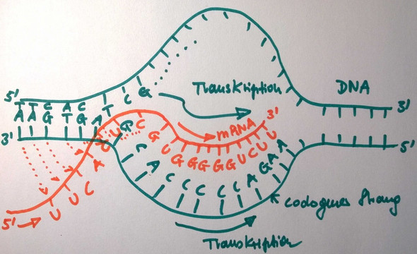 Biologie codogenen DNA-Strang? (Schule, Gesundheit und Medizin, Bio)