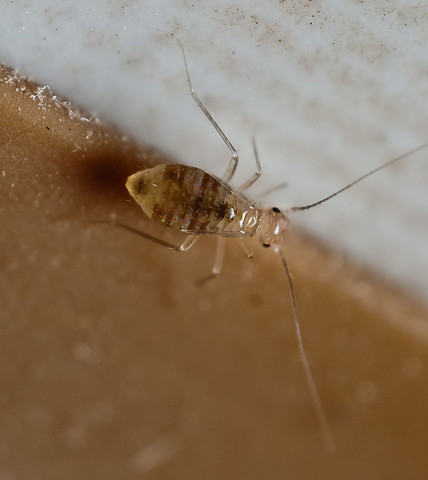Was Sind Das Fur Kleine Weisse Durchsichtige Tiere Insekten Ungeziefer Schadlinge Was Sind Das Fur Kleine Weisse Durchsichtige Tiere Insekten Ungeziefer Schadlinge