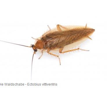 - (Tiere, Insekten, Schädlinge)