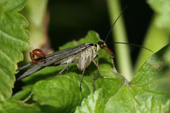 Skorpionsfliege(männlich) - (Tiere, Insekten)