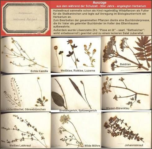 Herbarium Kindheit 50er Jahre - (Biologie, Herbarium)