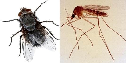 Warum Fliegen Die M cken Immer Zu Mir Insekten Warum Fliegen Die M cken Immer Zu Mir Insekten