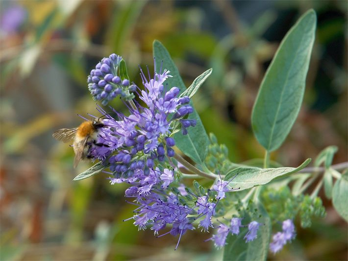 Was ist das für ein lila blühender Busch? (Pflanzen, Garten)