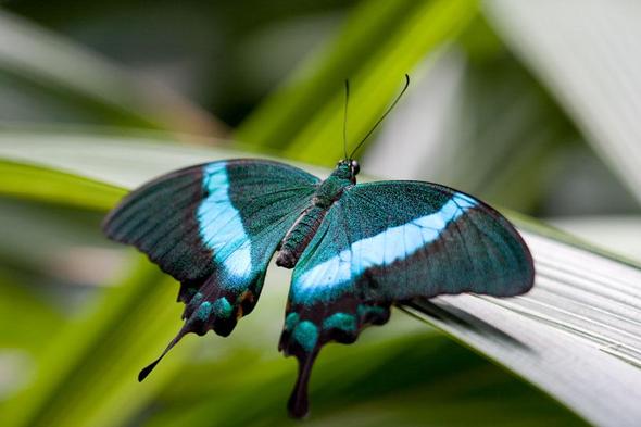 fliegender Smaragd - (Tiere, Schmetterling, Schmetterlingsarten)
