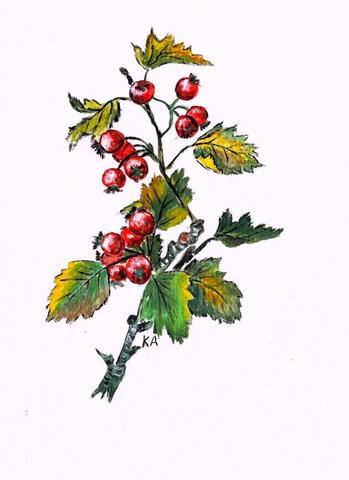 Weißdornfrüchte, Wasserfarbenmalerei - (Kunst, Natur, zeichnen)