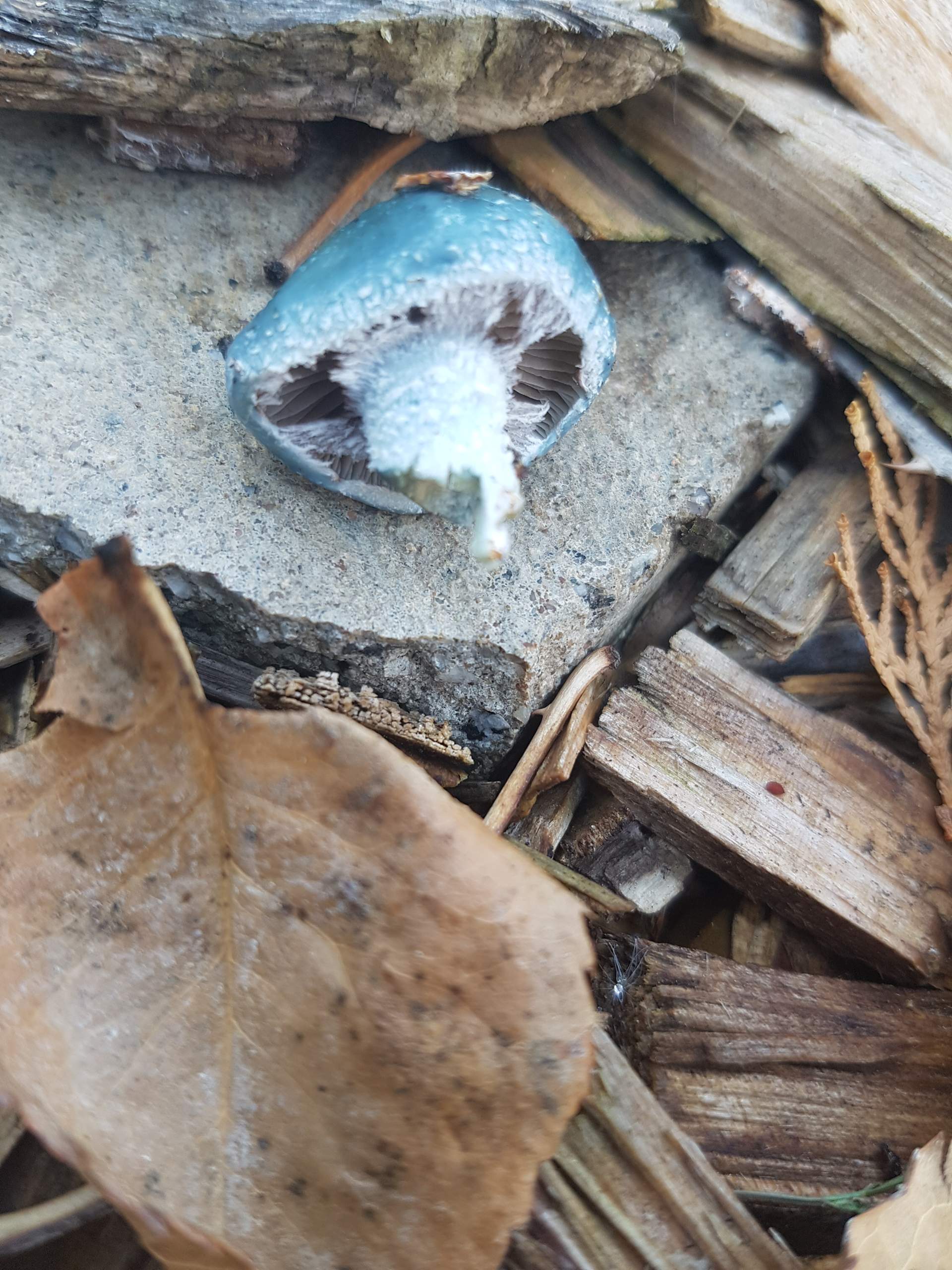 Welcher blaue Pilz ist das? (Computer, Technik, Technologie)