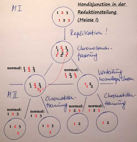  - (Schule, Biologie, Genetik)