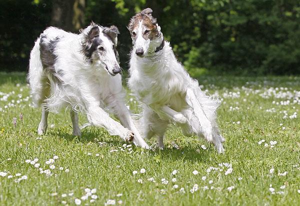 Aussi draußen halten? (Hund)