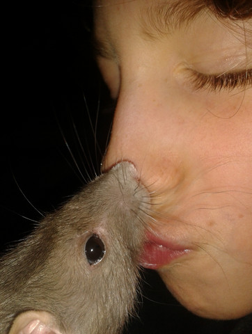 - (Tiere, Haustiere)